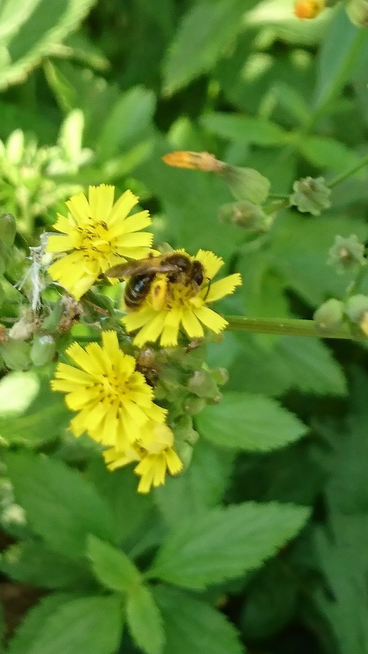 沖縄の離島に住んでいます これはニホンミツバチですか ミツバチq A