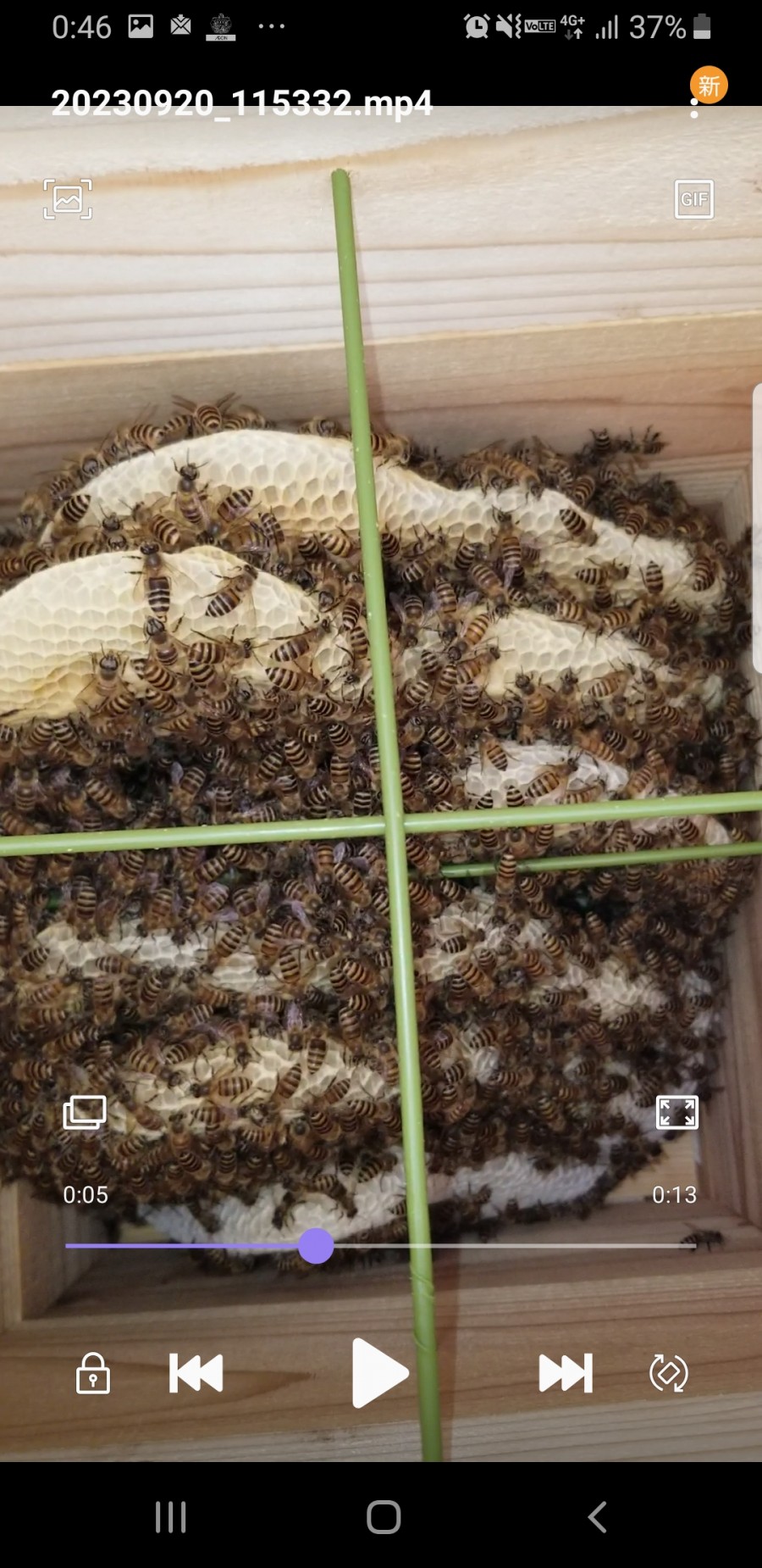 日本ミツバチ初めての飼育No.2