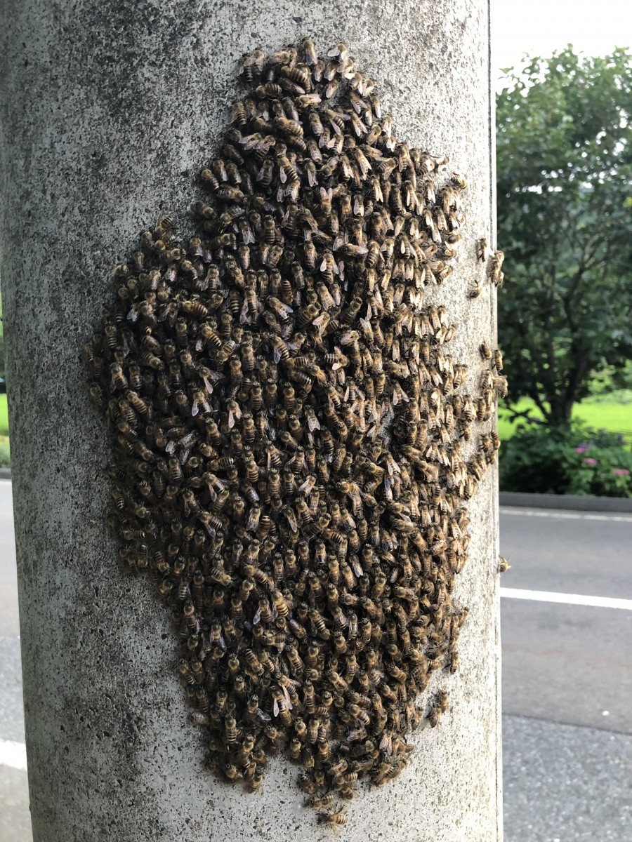 これは夏分蜂ですか 至急教えてください ミツバチq A