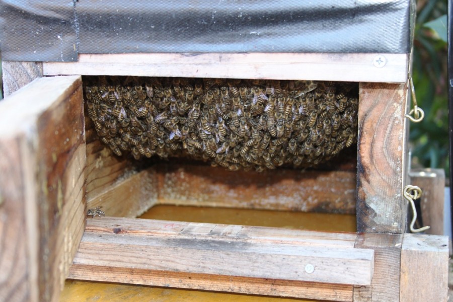 ニホン蜜蜂入りました6月16日