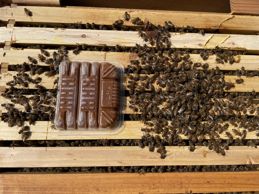 健勢済み蜜蜂 健勢済み蜜蜂