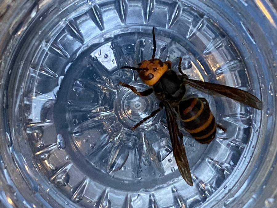 5月中旬なのにオオスズメバチがなぜ いるのでしょうか ミツバチq A