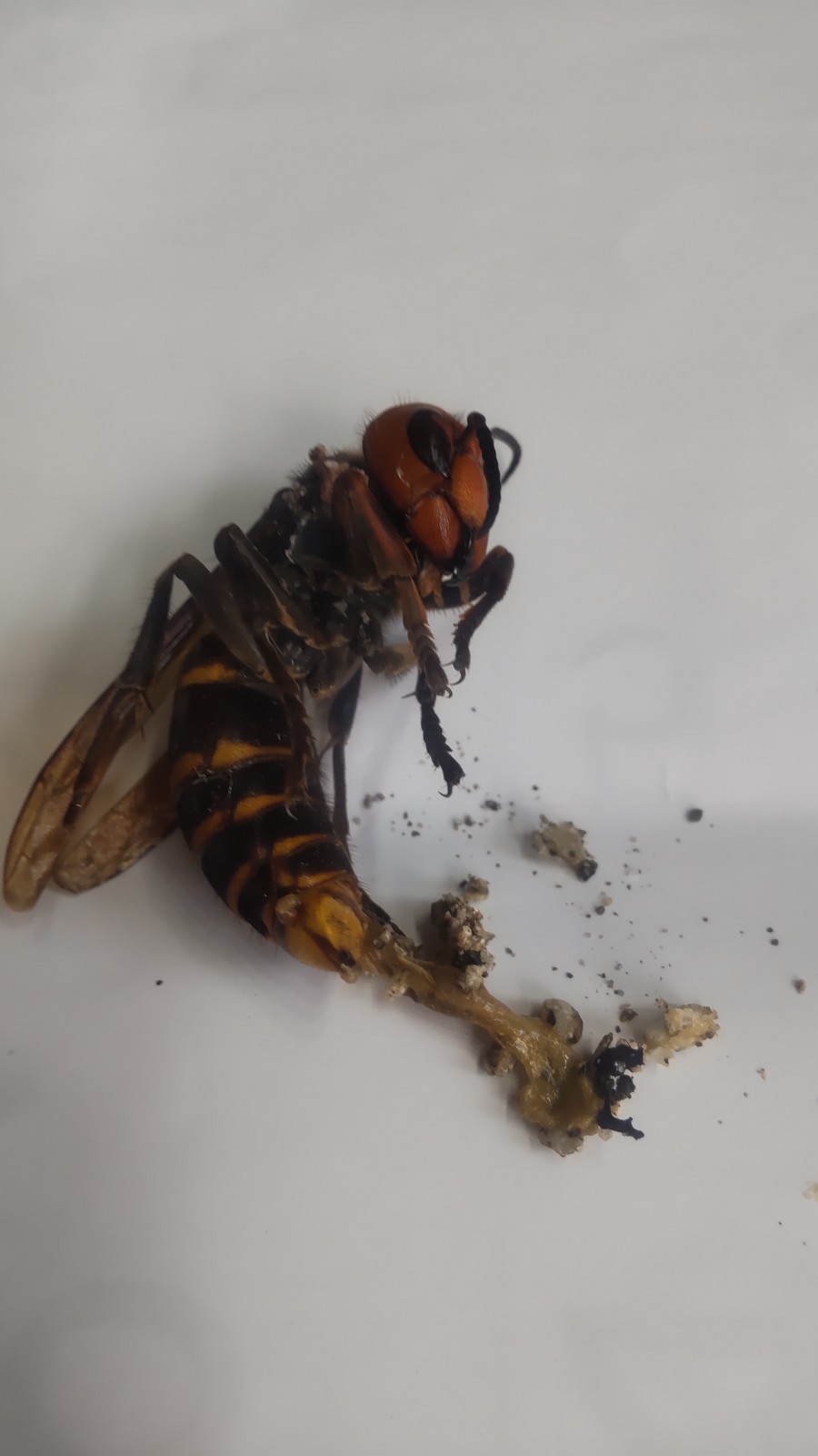 もう女王バチが初飛来しました。