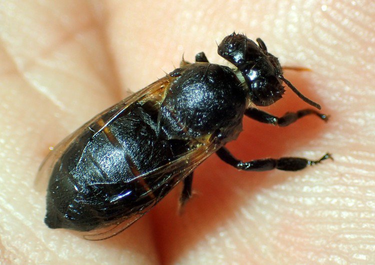 アカリンダニ症で一度動かないようになり、暖かくしたら動き出した、この黒い蜂は働き蜂でしょうか? ミツバチQ&A