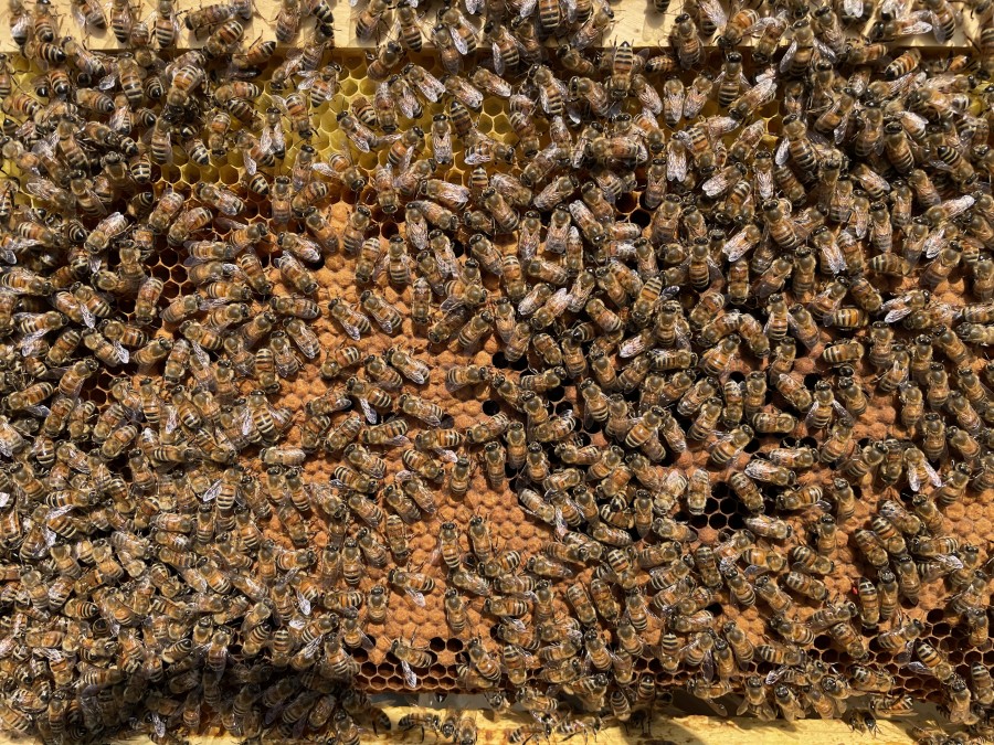 健勢済み蜜蜂 健勢済み蜜蜂