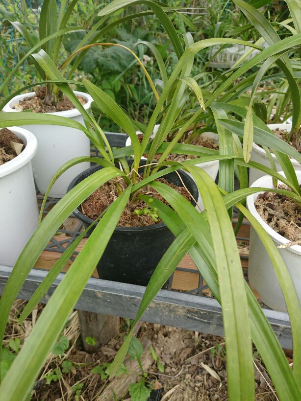 キンリョウヘンが株分けした後に開花しそうです。どうしら良いのでしょ