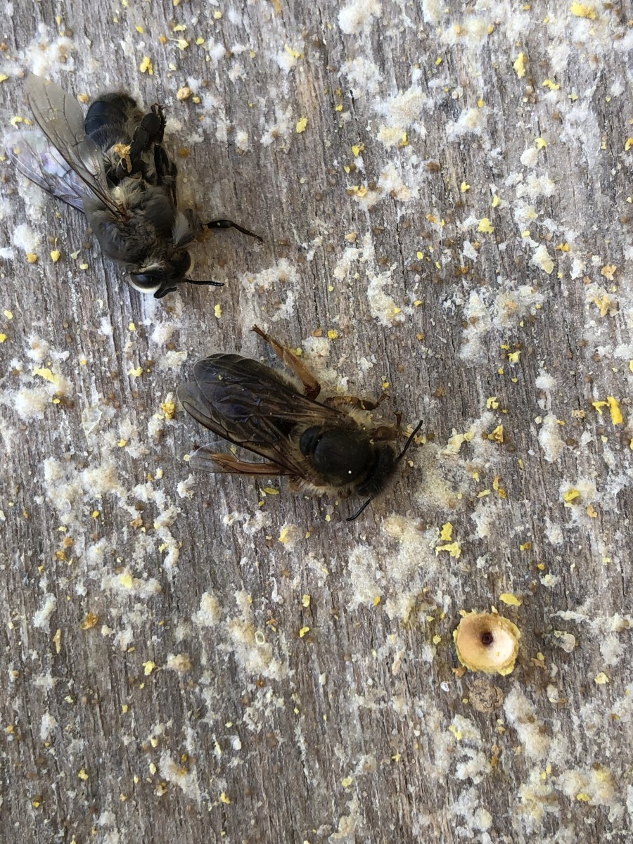 この子は戦いに敗れた女王蜂でしょうか?? ミツバチQ&A