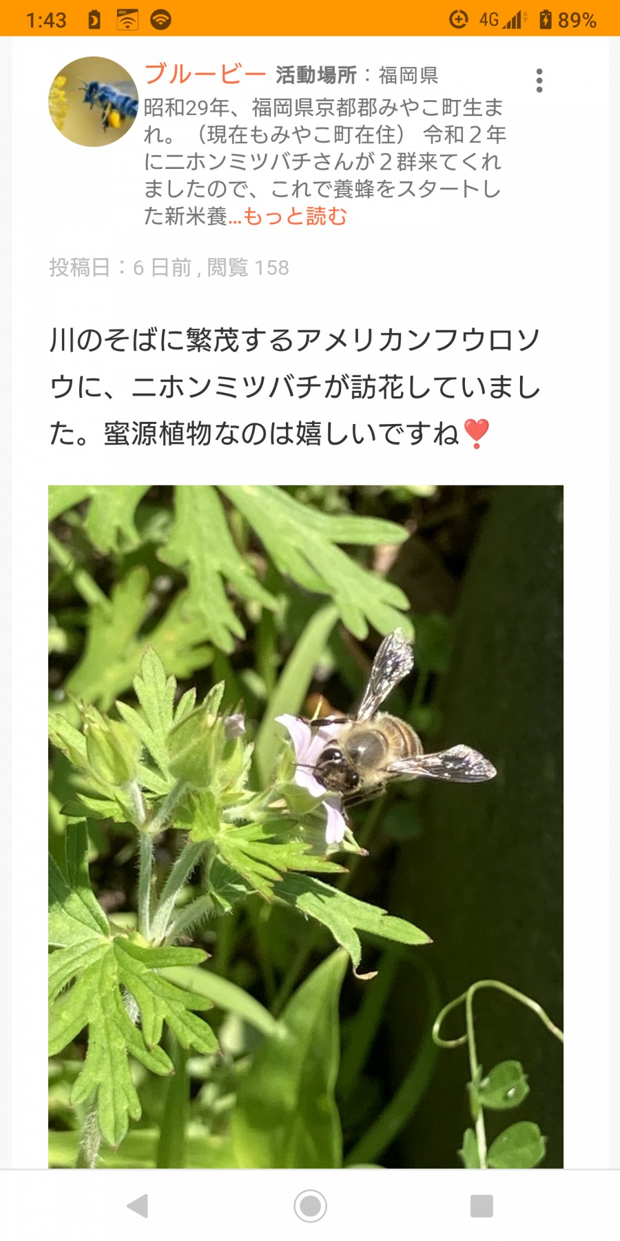 気になる植物フウロソウ類について教えてください! ミツバチQ&A