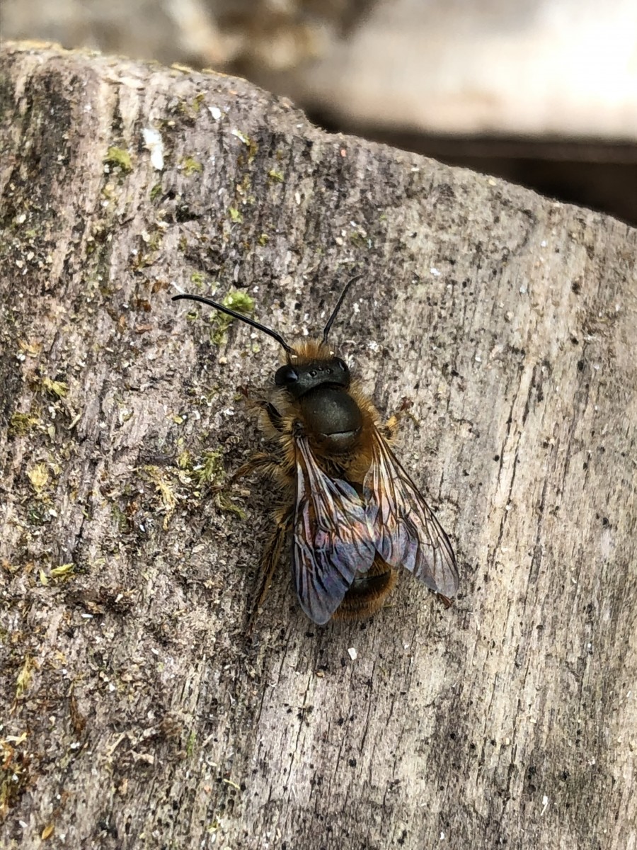 西洋、日本では無いようですが、この蜂は何蜂だと思いますか? ミツバチQ&A