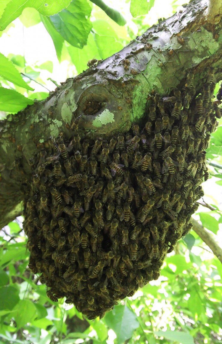 ニホンミツバチ分蜂群です