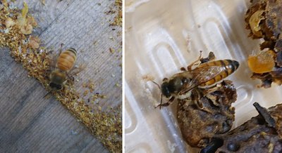 働き蜂 蜂の巣の駆除作業向け 新スズメバチ防護服 アンチホーネット 3