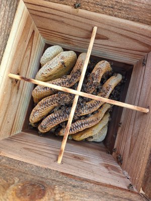 蜜蜂巣箱３段監視扉 蜜蜂巣箱スライド巣門