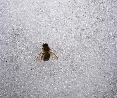 確認用　ミツバチ様 桜満開の分蜂群 孫のように可愛いニホンミツバチの巣箱を補修し