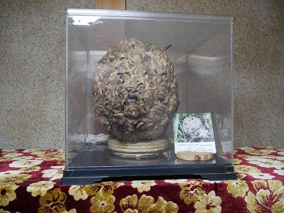 ハチの巣標本 自然素材 天然蜂の巣 標本 約18cm x 11cm - メルカリ