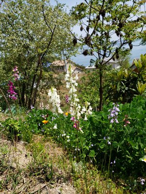 寄せ植え　花■みつばちと花畑 寄せ植え 花□みつばちと花畑