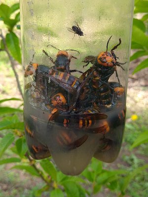 オオスズメバチ捕獲トラップの誘因液についてお聞きします。