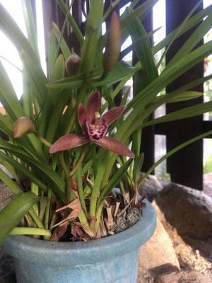 キンリョウヘンと巣箱　　ドラ猫 花が咲いて気がついたんですが、キンリョウヘンに似た蘭が