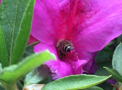 ツツジの雄しべがみつばちの触角のようです。（4/25）：ヒラドツツジ
