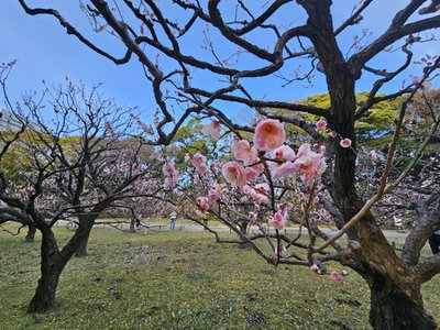 白加賀梅を訪れる日本ミツバチ