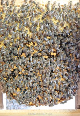 確認用　ミツバチ様 分蜂終了の合図を初めて確認しました！