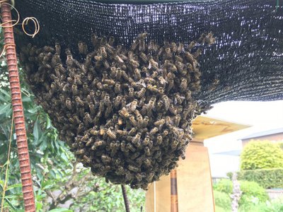 花粉たっぷりの牡丹に訪れた日本ミツバチ