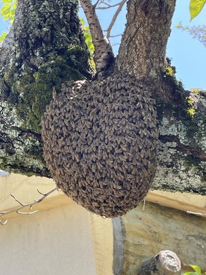 分蜂について、待ち受け巣箱に、自然入居後、4時間後元の巣箱に全部の