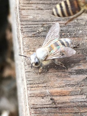 確認用　ミツバチ様 みつばち様 （はちみつやミツバチはどのような農薬で汚染されて