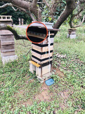 夏の暑さ対策で、天井上蓋に穴を開けて通風させたい（スムシのリスク）