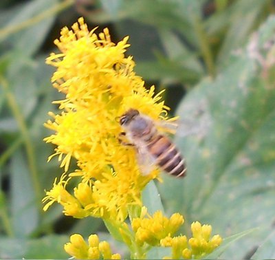 日本みつばちの夏型と冬型の色違い