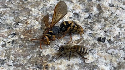 ミツバチ はぐれたミツバチ？一匹でどうなってしまう？