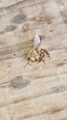 巣箱のまえの地面に何匹かの死骸がありましたが、大丈夫なんで