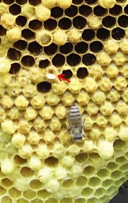 確認用ミツバチ様