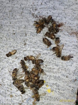 日本ミツバチ 飼育したい方へ！ 6/21. PM23:00終了になります。