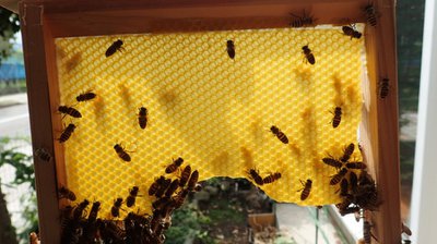養蜂巣礎シート200枚入り(シートのみです)