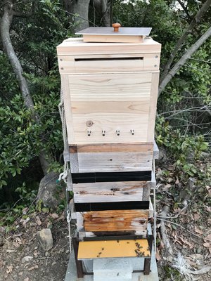フローハイブ2号機、継箱しました