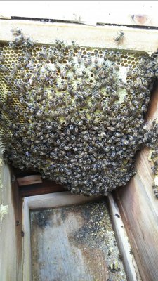 今年度4月採蜜した希少な日本蜜蜂の巣蜜です。 mqdefault.jpg