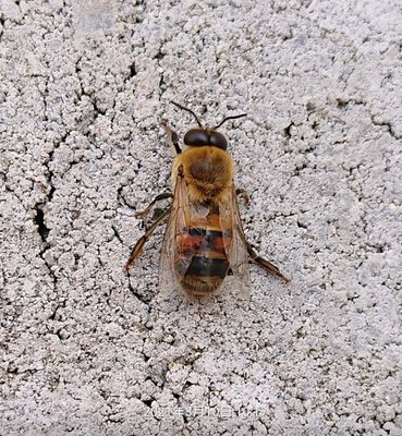 ミツバチ 71OxcvP9RdL._UF1000,1000_QL80_.jpg