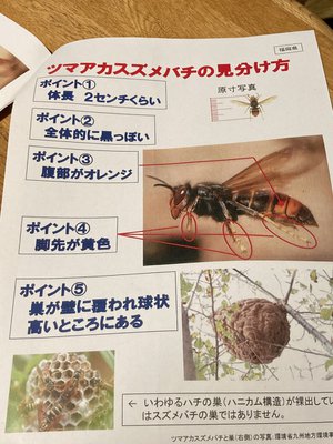 梅庵ミツバチ様 梅庵ミツバチ様 梅庵ミツバチ様 梅庵ミツバチ様 梅庵ミツバチ様 金色の