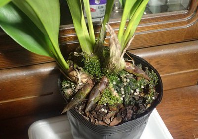 キンリョウヘン　花芽3つあります。No. 3 3月に入りましたが、皆さんのキンリョウヘン花芽はどんな状態