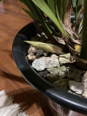 ミスマフェットの花芽について教えて下さい